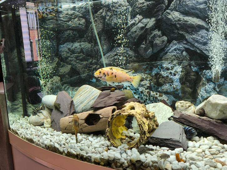 Aquarium JuweL, Dieren en Toebehoren, Vissen | Aquaria en Toebehoren, Ophalen