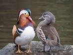 mandarijn eenden eendjes , zowel gewone als blonde, Dieren en Toebehoren, Pluimvee, Meerdere dieren, Eend