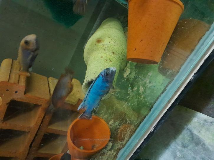 Pseudotropheus sunset, Dieren en Toebehoren, Vissen | Aquariumvissen, Zoetwatervis, Vis