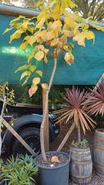 catalpa 3 stuks, Tuin en Terras, Ophalen