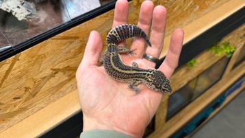 Luipaardgekko - Black Knight 0.1 beschikbaar voor biedingen