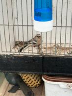 Meesgoudvink, Dieren en Toebehoren, Vogels | Overige Vogels