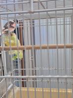 Femelle canari a vendre, Femelle