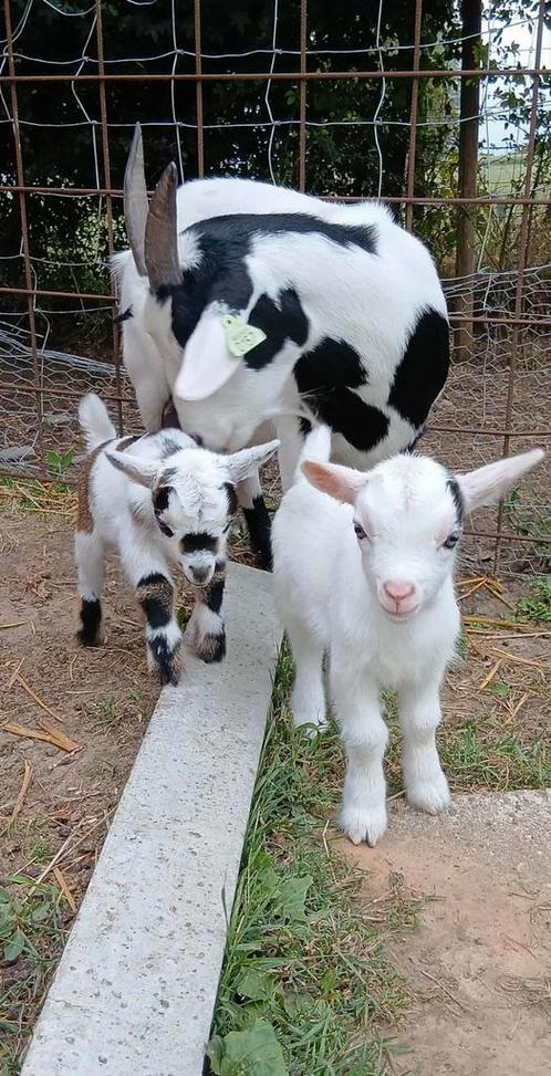 Dwerggeitjes mieke en bokje, Dieren en Toebehoren, Schapen, Geiten en Varkens