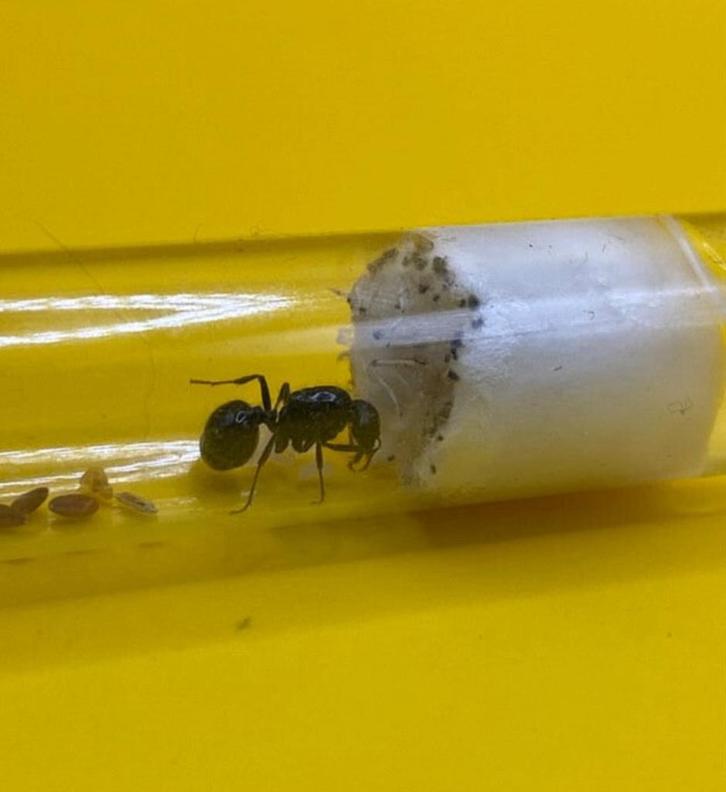 Messor Barbarus, reine des fourmis avec couvain, Animaux & Accessoires, Insectes & Araignées, Fourmis