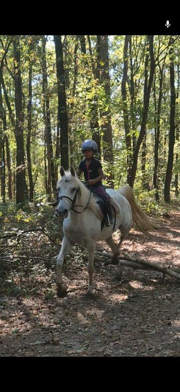 Super lieve pony beschikbaar voor biedingen