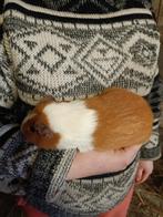 Cavia beertje, Dieren en Toebehoren, Knaagdieren, Mannelijk, Cavia, Tam