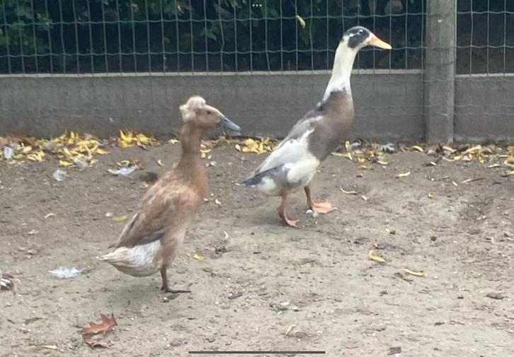 Loopeenden met pompon kuif, Dieren en Toebehoren, Pluimvee, Eend, Meerdere dieren