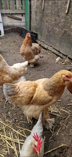 Kippen brahma, Dieren en Toebehoren, Overige Dieren, Januari, Vrouwelijk