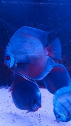 Discusen, Dieren en Toebehoren, Vissen | Vijvervissen