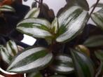 Tradescantia Zebrina prix selon la taille, Ophalen of Verzenden