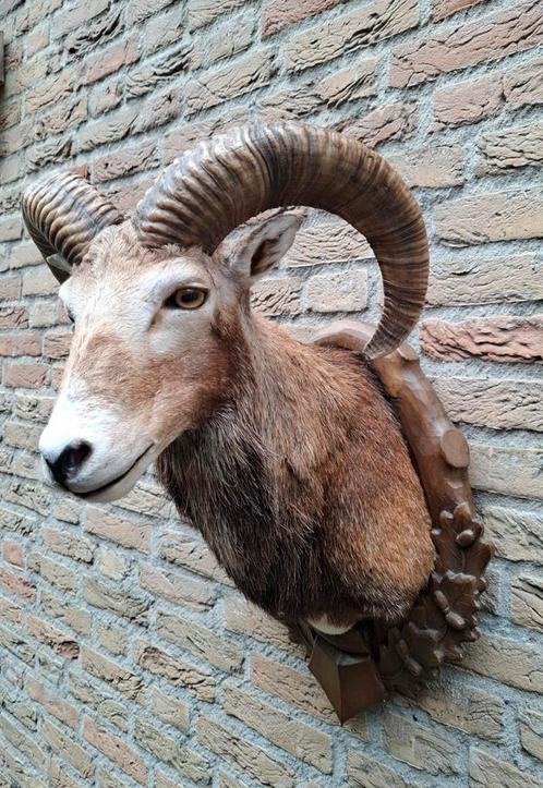 Opgezette kop moeflon taxidermie schedel hert gewei jacht, Verzamelen, Dierenverzamelingen, Gewei of Kop, Wild dier, Ophalen