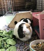 Lieve cavia zoekt nieuw thuis met soortgenootjes, Dieren en Toebehoren, Knaagdieren, Cavia, Februari, Vrouwelijk, Tam