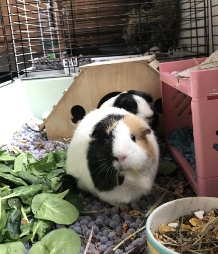 Lieve cavia zoekt nieuw thuis met soortgenootjes, Dieren en Toebehoren, Knaagdieren, Vrouwelijk, Cavia, Februari, Tam