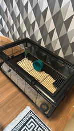 Russische hamster, Cage, Comme neuf, Enlèvement, Hamster