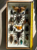 Entomologie et arachnide ️, Collections