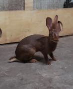 Haaskonijn, Dieren en Toebehoren, Konijnen