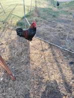 4 Hanen te koop, Dieren en Toebehoren, Pluimvee