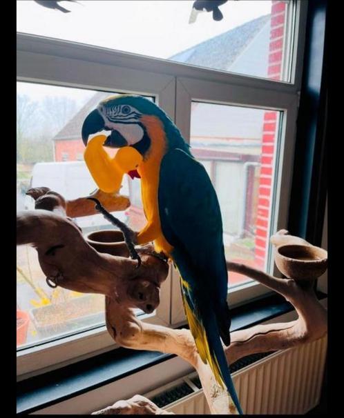 Blauw gele ara, Dieren en Toebehoren, Vogels | Parkieten en Papegaaien, Geringd