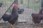 Trio Rhode Island kriel, Dieren en Toebehoren, Pluimvee, Meerdere dieren, Kip