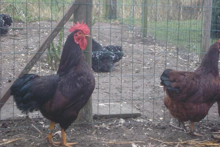 Trio Rhode Island kriel, Dieren en Toebehoren, Pluimvee, Kip, Meerdere dieren