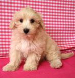 Super leuke Maltipoo pups !, Dieren en Toebehoren, Honden | Chihuahua's en Gezelschapshonden, 15 weken tot 1 jaar, Overige rassen