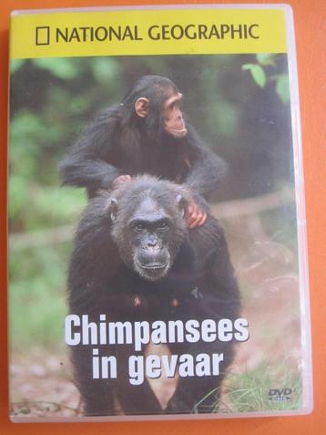 Chimpansees in gevaar beschikbaar voor biedingen