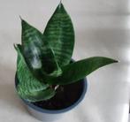 Sanseveria, Huis en Inrichting, Kamerplanten, Ophalen, Overige soorten, Minder dan 100 cm, Volle zon