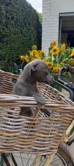 whippet pups particulier, Dieren en Toebehoren, België, Fokker | Hobbymatig, Whippet, 8 tot 15 weken