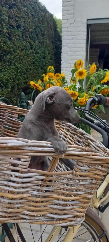 whippet pups particulier, Dieren en Toebehoren, Honden | Windhonden, Meerdere dieren, Whippet, Fokker | Hobbymatig, Meerdere, België