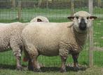 2 Hampshire down schapen te koop, Dieren en Toebehoren, Schapen, Geiten en Varkens, Schaap, Vrouwelijk, 3 tot 5 jaar