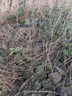 Gratis kasseien, Ophalen, Gebruikt, Kei