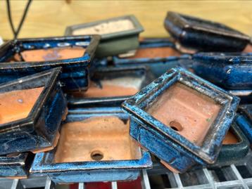 Bonsai potjes beschikbaar voor biedingen