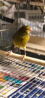 Canaris, Dieren en Toebehoren, Vogels | Kanaries