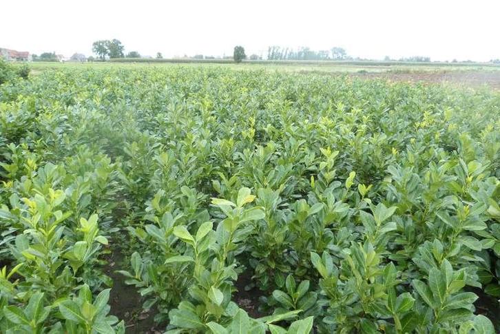 Prunus laurocerasus Rotundifolia ( paplaurier ), Jardin & Terrasse, Plantes | Arbustes & Haies, Enlèvement