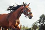 2 jarige hengst, Dieren en Toebehoren, Paarden, Springpaard, Gechipt, 0 tot 2 jaar, Hengst