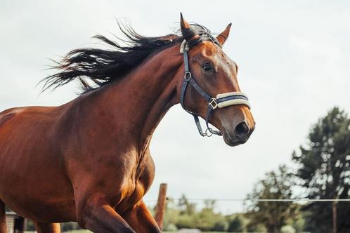 2 jarige hengst, Dieren en Toebehoren, Paarden, Hengst, Onbeleerd, 170 tot 175 cm, 0 tot 2 jaar, Springpaard, Met stamboom, Gechipt
