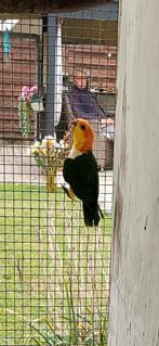 Roestkopcaique 1-0, Dieren en Toebehoren, Mannelijk, Papegaai, Geringd