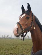 Florencio X GRIBALDI merrie, Dieren en Toebehoren, Merrie, Gechipt, Niet van toepassing, Dressuurpaard