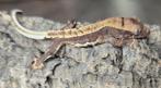 Correlophus ciliatus/Lilli Witte kuifgekko, Dieren en Toebehoren, Hagedis, 0 tot 2 jaar