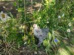brahma-zilverpatrijs en goudpatrijs, Meerdere dieren, Kip