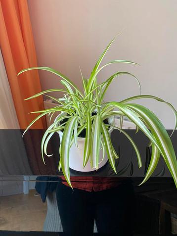 Plante verte d’intérieur 