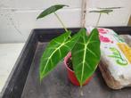 Alocasia Frydek, Huis en Inrichting, Kamerplanten, Ophalen, Overige soorten, Halfschaduw, In pot