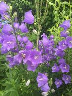 Campanula persicifolia, goeie bijen en vlinderplant, Jardin & Terrasse, Plantes | Jardin, Enlèvement, Autres espèces, Mi-ombre