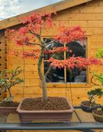 Bonsai Acer Palmatum “Katsura”, Jardin & Terrasse, En pot, Printemps, Moins de 100 cm, Ombre partielle