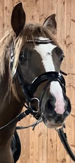 Knappe 4 jarige d pony koffievos, Merrie, Met stamboom, B, Dressuurpony