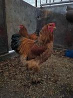 Buff brahma haan te koop, Dieren en Toebehoren