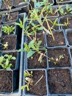 Verbena plantjes, Tuin en Terras, Vaste plant, Halfschaduw, Zomer, Ophalen