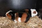 Us teddy cavia's, Dieren en Toebehoren, Maart, Cavia