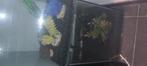 2 kleine aquarium's, Dieren en Toebehoren, Ophalen